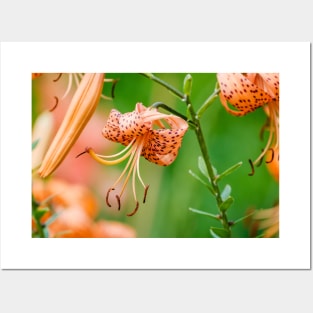 Amongst the Tiger Lilies Photograph Posters and Art